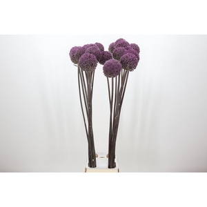 Allium Summer Drummer
