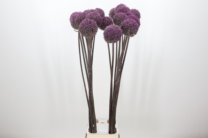 <h4>Allium Summer Drummer</h4>