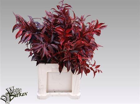 <h4>Leucothoe Klb Rood X20</h4>