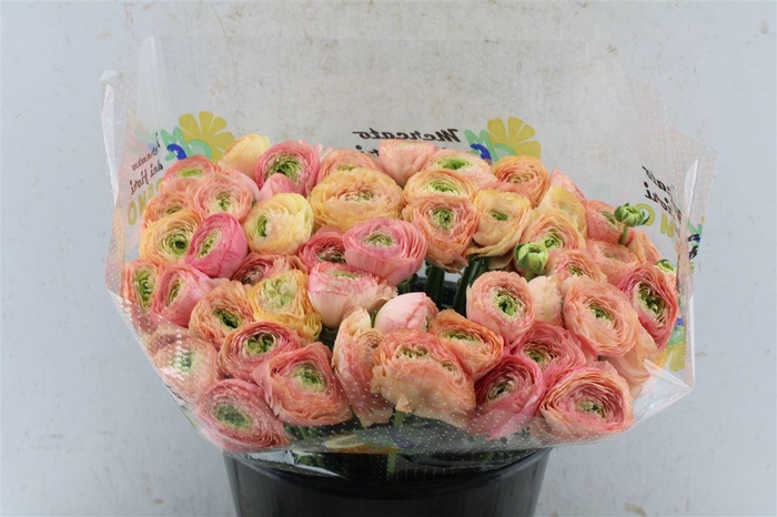 Ran Kloon Extra Tuareg