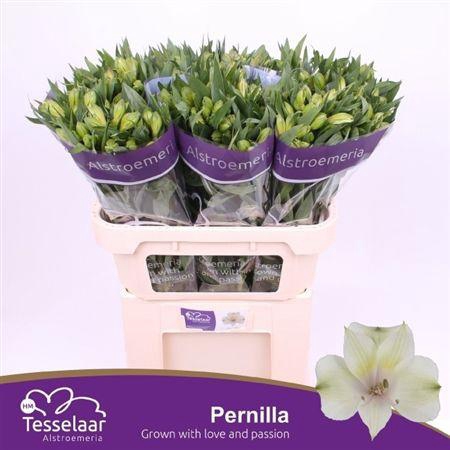<h4>Alstr Pernilla</h4>