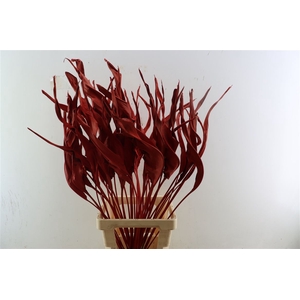 Dried Strelitziablad Red P Stem