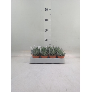 Haworthia fasciata 'Big Band'