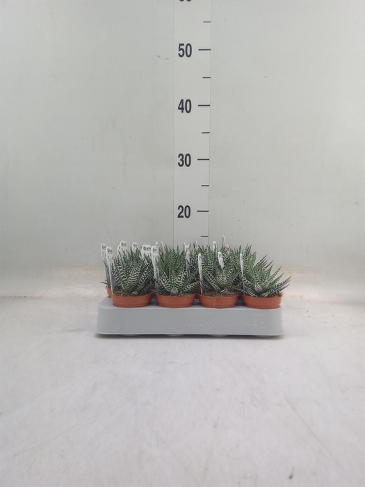 <h4>Haworthia fasciata 'Big Band'</h4>