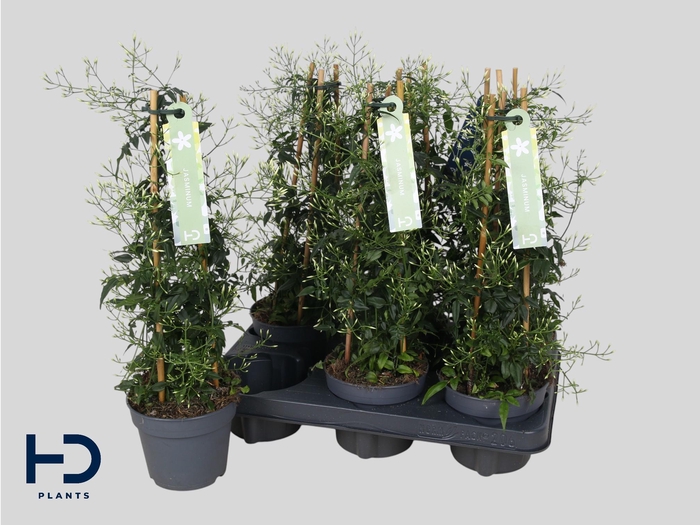 <h4>JASM POLYANTHUM WIT</h4>