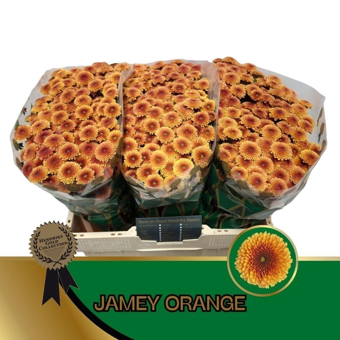 <h4>CHR S JAMEY ORANGE</h4>