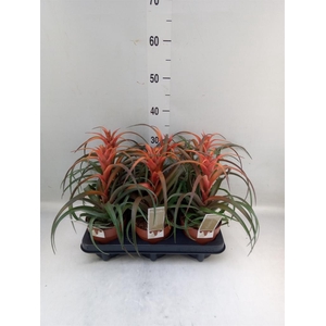 Tillandsia capitata 'Hermosa'