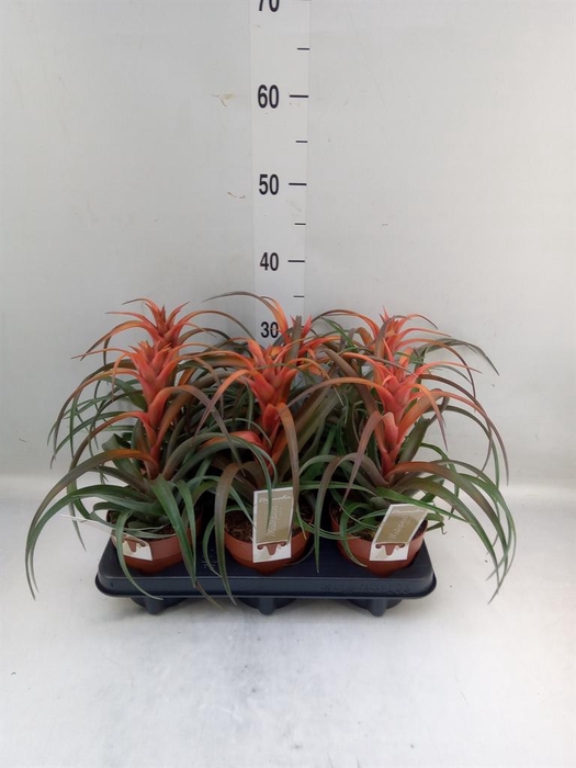 <h4>Tillandsia capitata 'Hermosa'</h4>