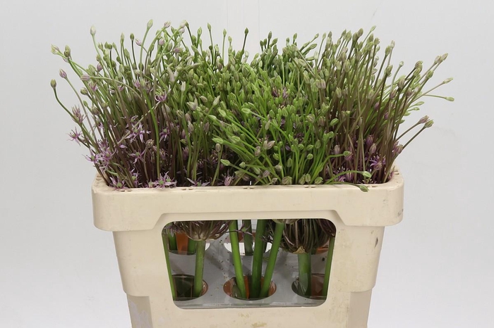 <h4>Allium Schubertii</h4>