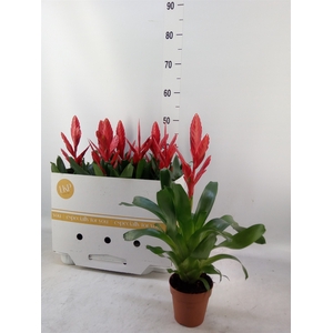 Vriesea  'Twinkle'