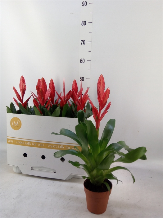 <h4>Vriesea  'Twinkle'</h4>