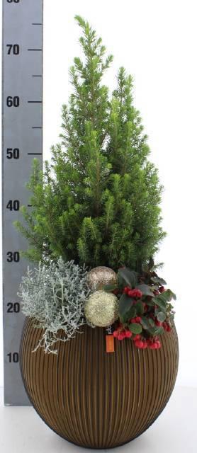 <h4>ARR TUINPLANTEN</h4>