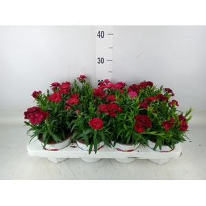 Dianthus  'Oscar Cherry'