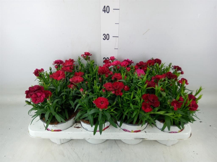 <h4>Dianthus  'Oscar Cherry'</h4>