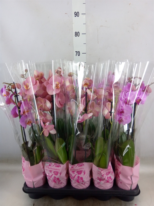 <h4>Phalaenopsis  'Jillion'</h4>