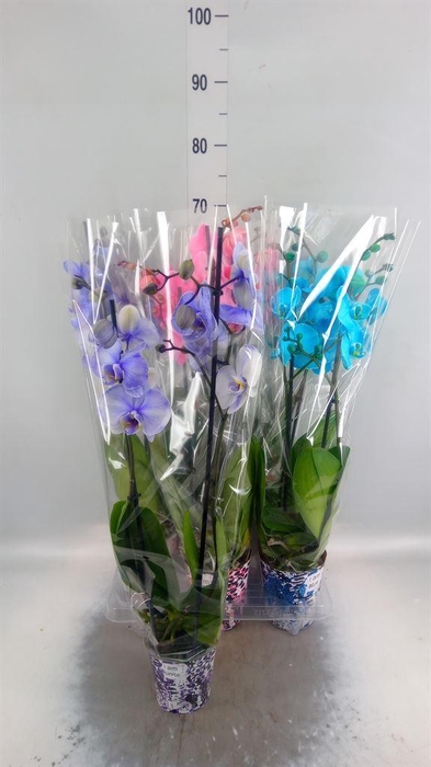 <h4>Phalaenopsis   ...</h4>
