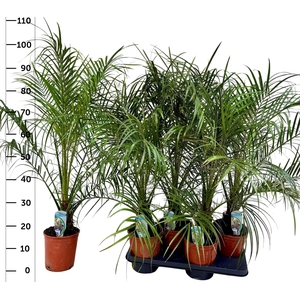 PHOENIX ROEBELENII