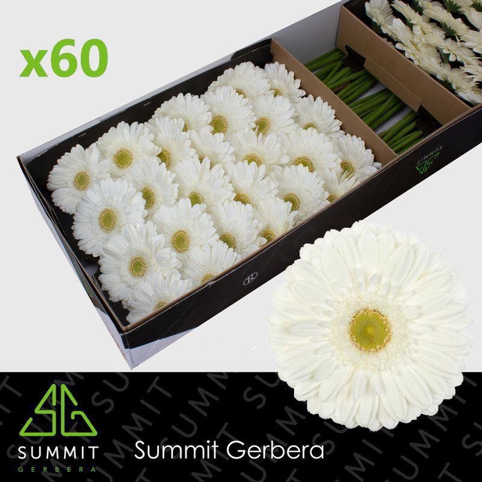 <h4>GE GR ABE+</h4>