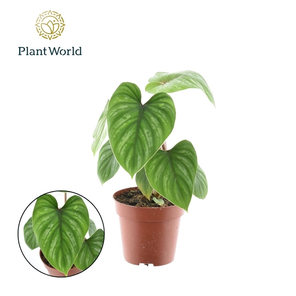 <h4>Philodendron Mamei</h4>