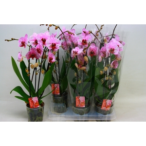 PHAL EL CASCADE