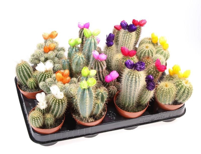 Cactus gemengd strobloem gemengd in tray Strobloem groot, CD8002