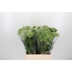Ammi Visnaga