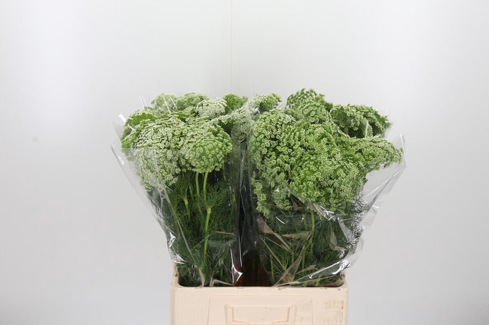 <h4>Ammi Visnaga</h4>
