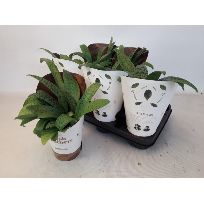 <h4>DRIMIOPSIS MACULATA</h4>