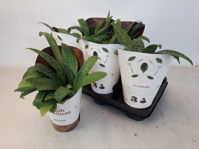 <h4>DRIMIOPSIS MACULATA</h4>