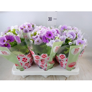 Primula obcon. 'Touch Me Blue Whit'