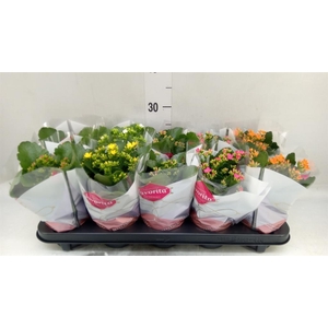 Kalanchoe blos.   ..mix 6