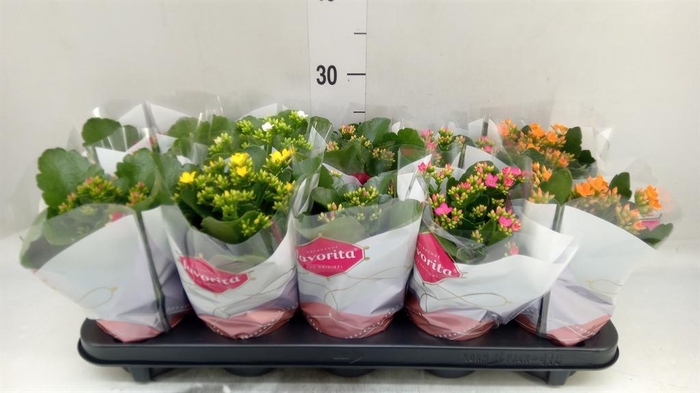 <h4>Kalanchoe blos.   ..mix 6</h4>