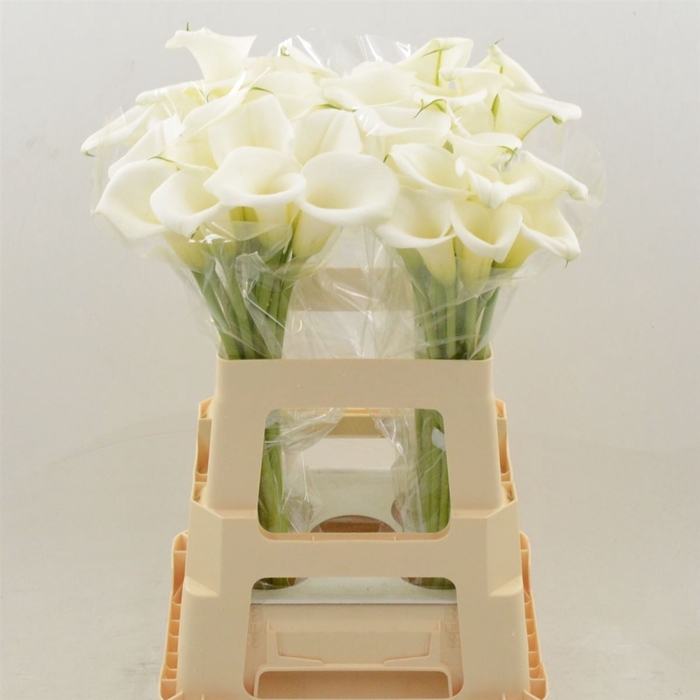 <h4>Calla White Art</h4>