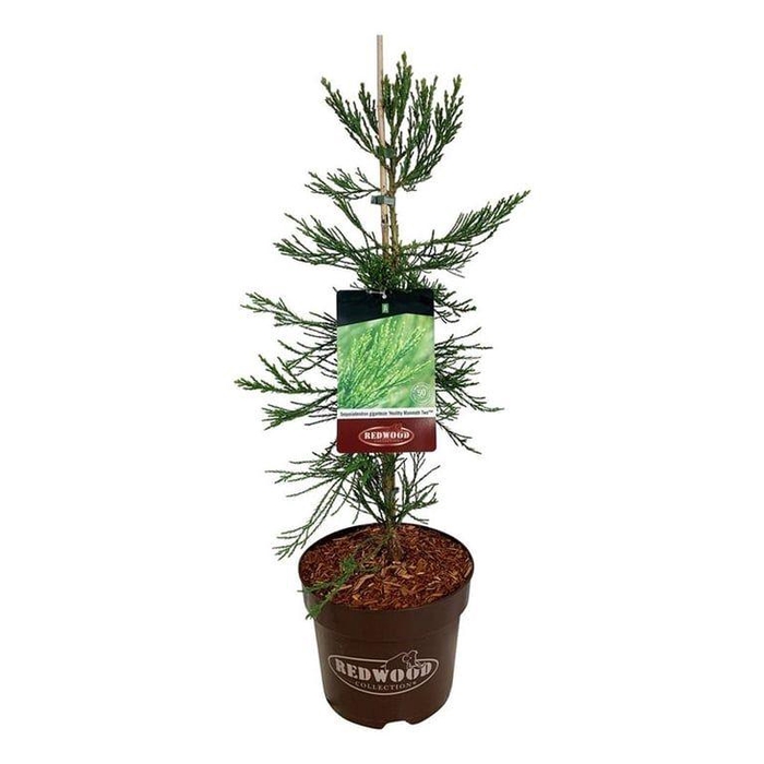 <h4>Sequoiadendron g. 'H. Mammoth Two'</h4>