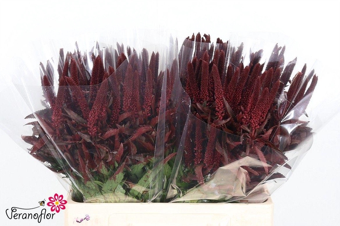 <h4>SNIJBL OV KLB H% BS</h4>