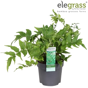 Cyrtomium fortunei var. 'Clivicola' P14