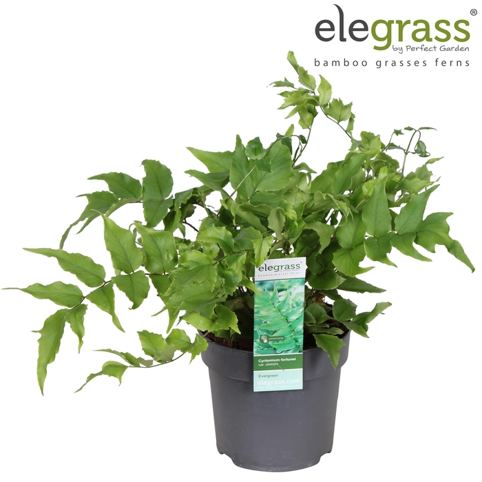 <h4>Cyrtomium fortunei var. 'Clivicola' P14</h4>