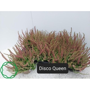 CALLU DISCO QUEEN P11