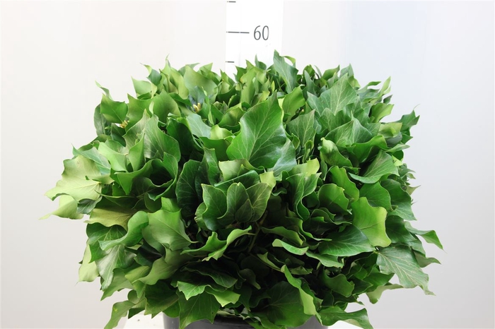 <h4>Hedera Blad Per Bos</h4>