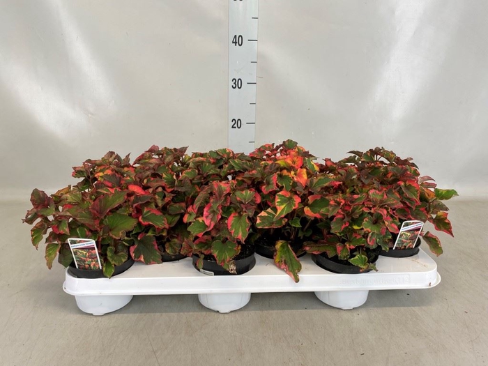 <h4>Houttuynia cordata</h4>