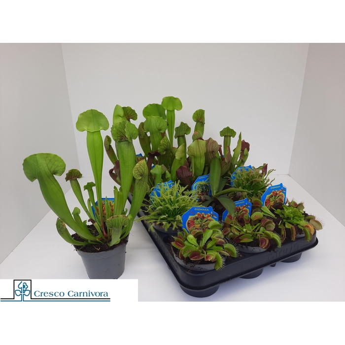 <h4>VLEESET PL GEM 6 SRT</h4>