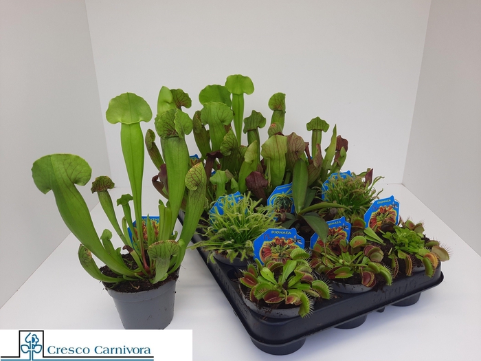 VLEESET PL GEM 6 SRT