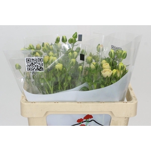 Ranunculus Butterfly Keramos