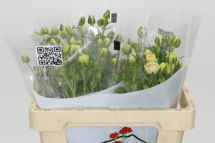 <h4>Ranunculus Butterfly Keramos</h4>