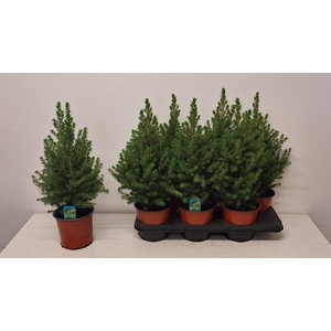 PICEA GL CONICA
