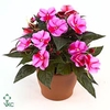 Impatiens NG 'ColPow Lavender Flam'