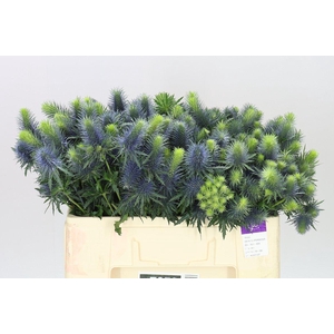 Eryngium Supernova