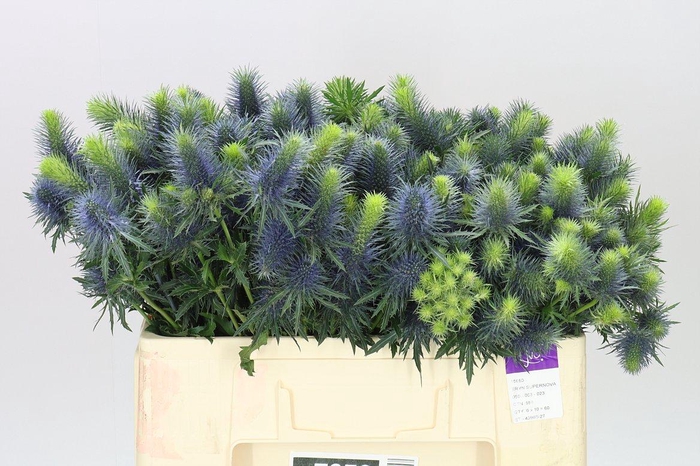 <h4>Eryngium Supernova</h4>
