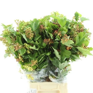 VIBUR OP COMPACTUM