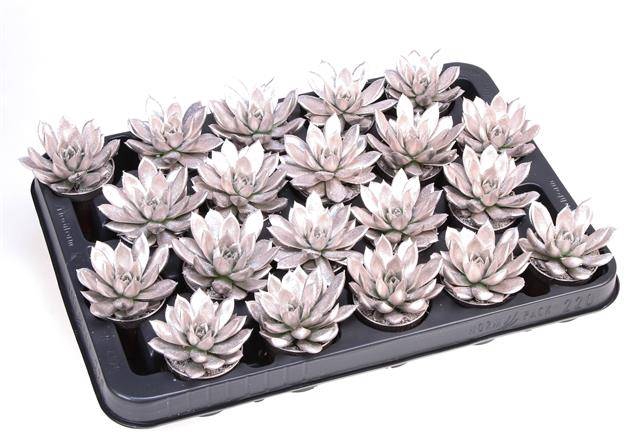 <h4>ECHEVERIA CHAMPAGNE P5.5 + GLITTER</h4>